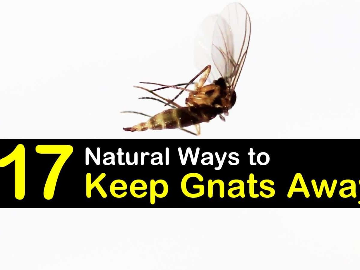 keep gnats away t1 1200x900 cropped