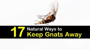 how to keep gnats away titleimg1
