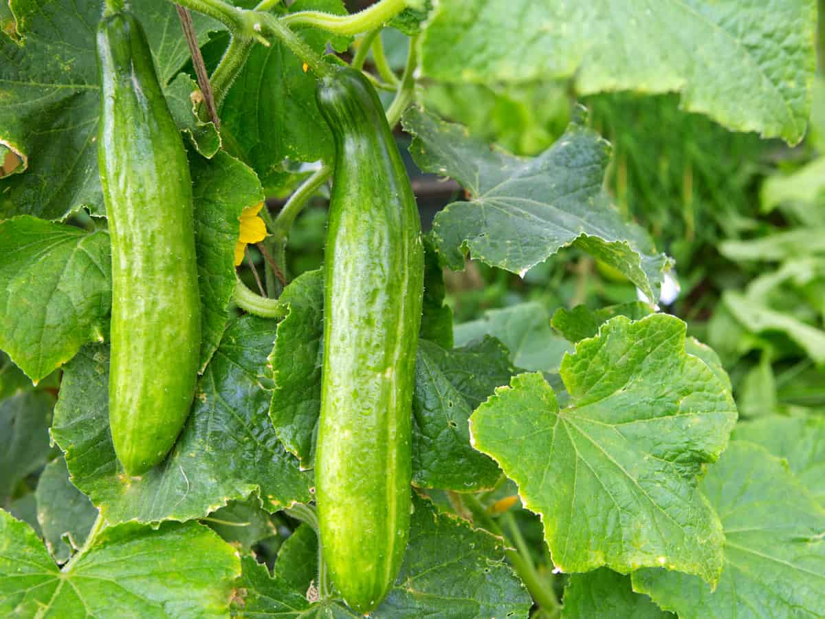 cucumbers hiding in the garden