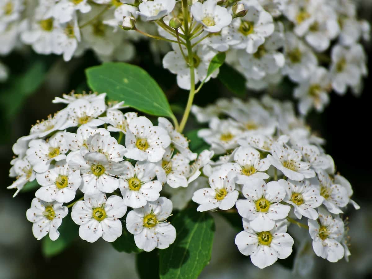 The english dogwood plant smells so good