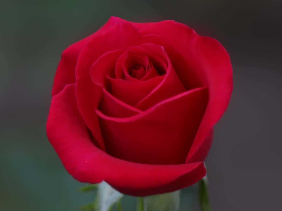 Lincoln roses smell heavenly in the garden