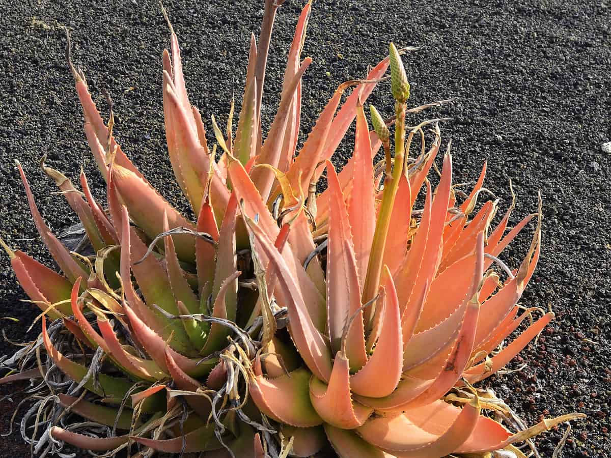 drought tolerant prickly aloe