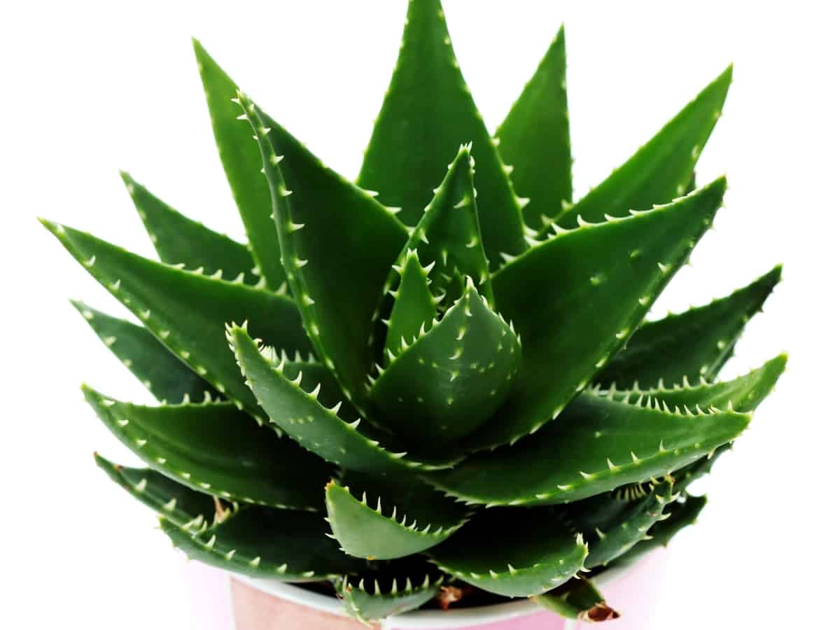 aloe vera is a great container plant