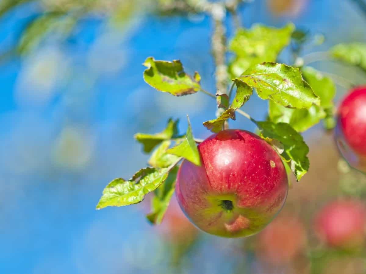 apples ripening on the tree