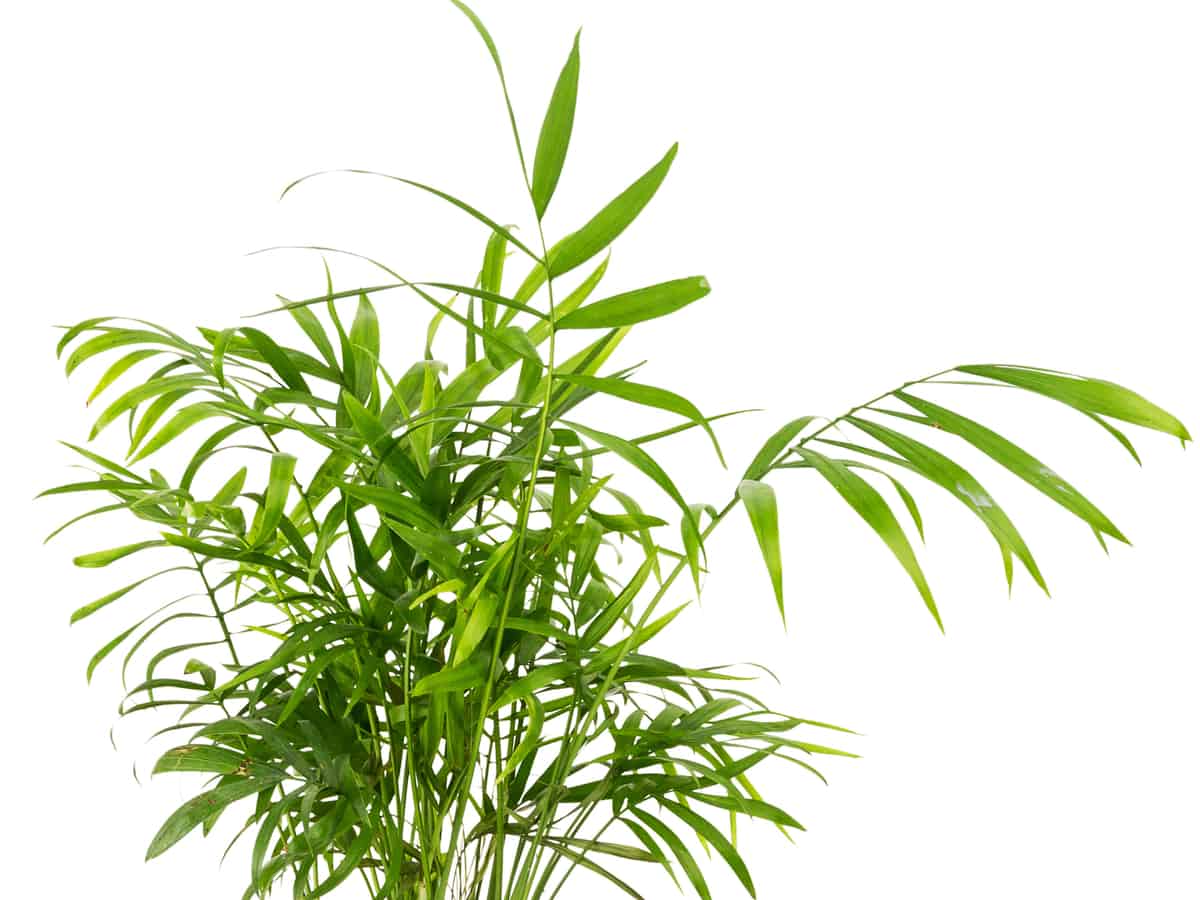 Areca palms promote sleep