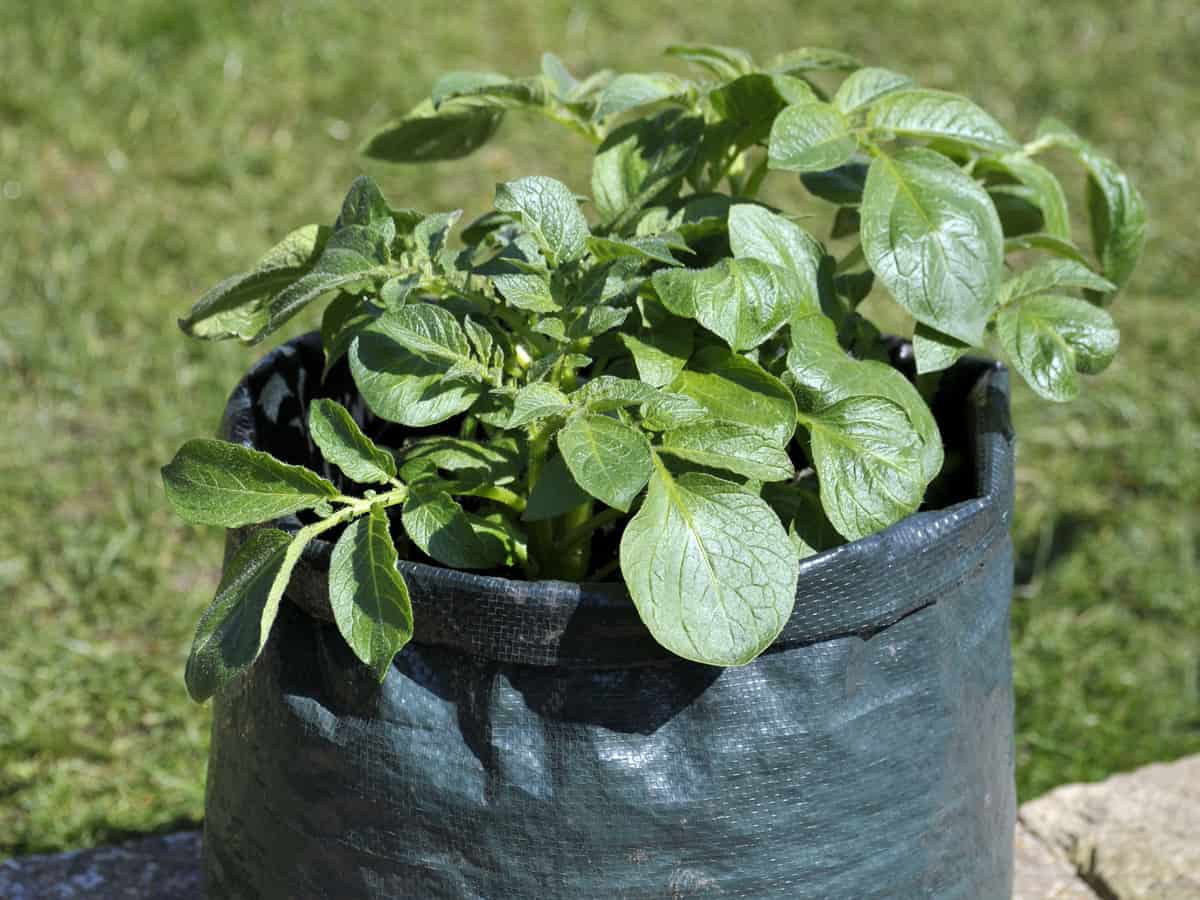 grow potatoes in a bag