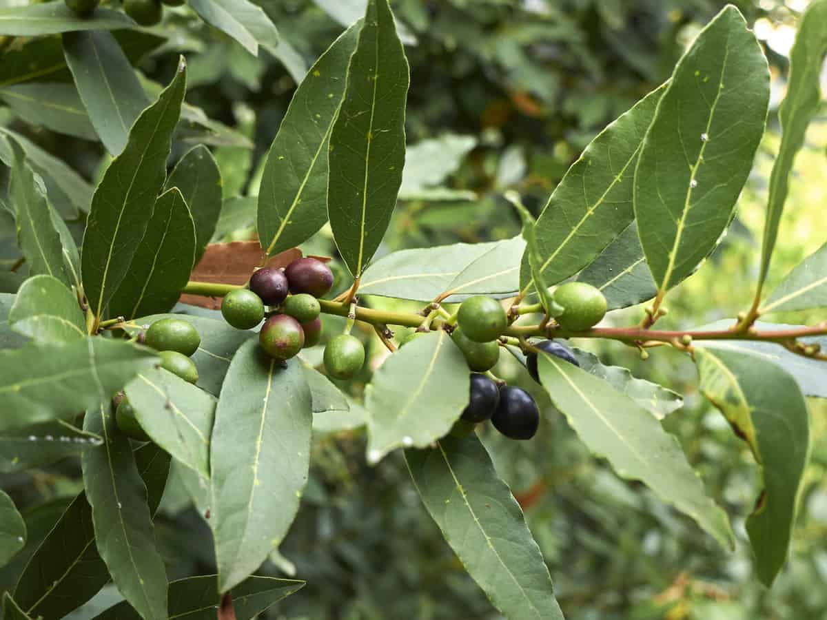 bay leaf or bay laurel with berries