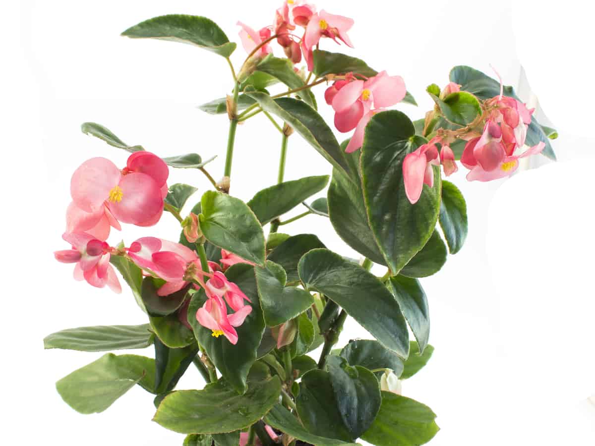 pink begonia in a container