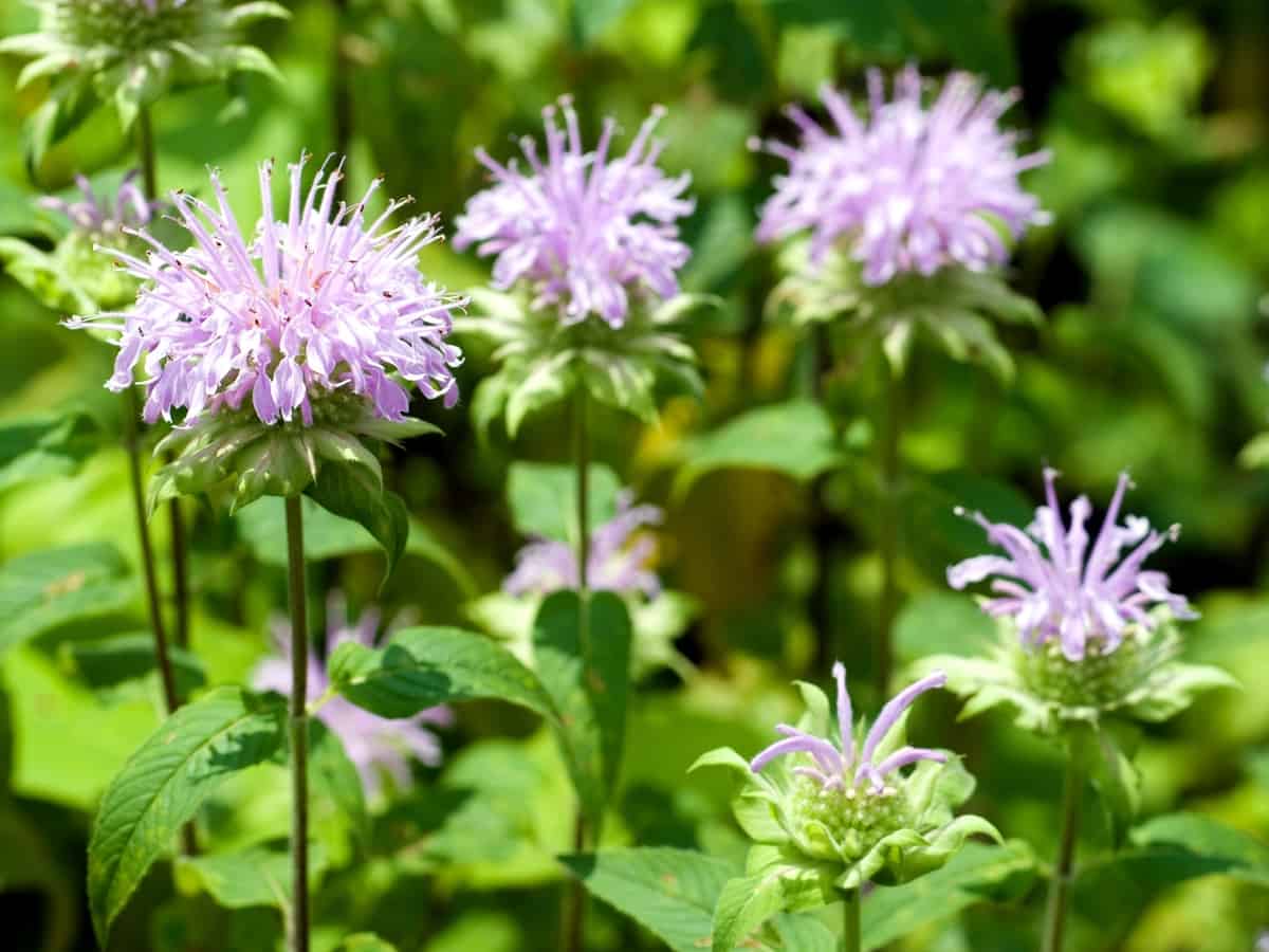 bergamot plant the smell from the mint family