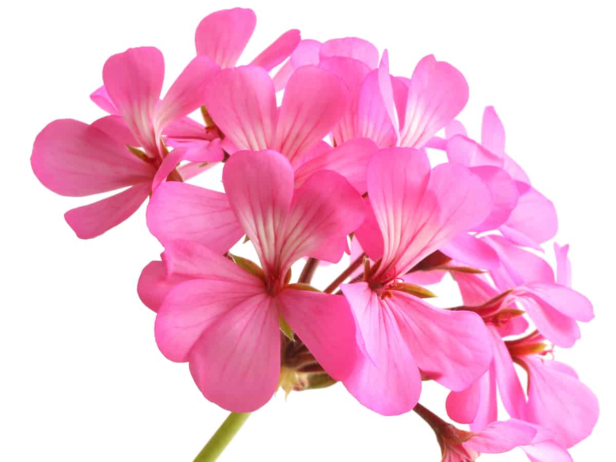 appleblossom geranium makes a great ground cover