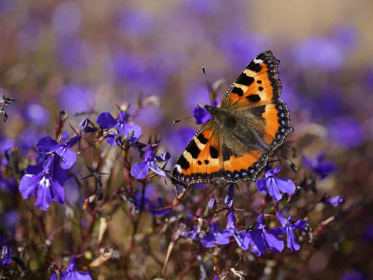 blue carpet or lobelia has tiny seeds