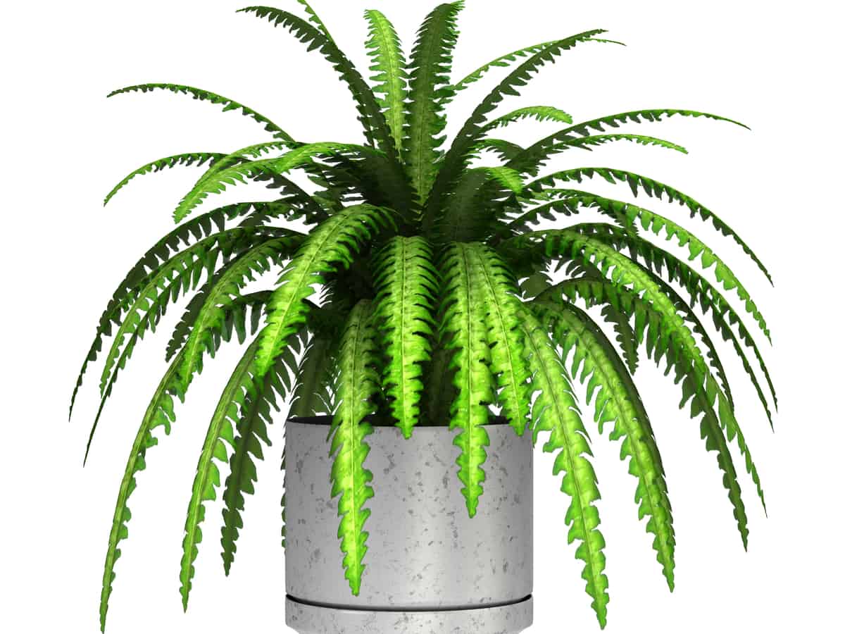 Boston fern in the bathroom