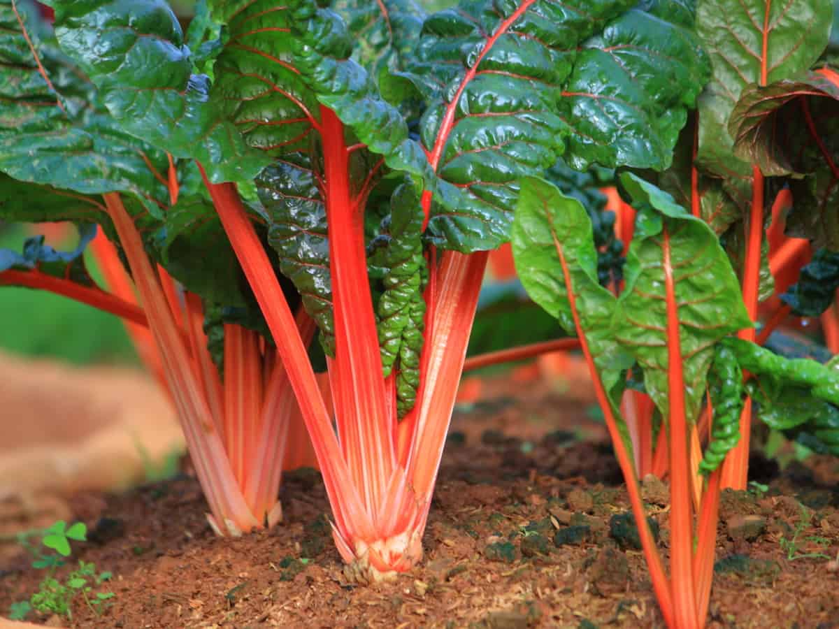 grow Swiss chard at home