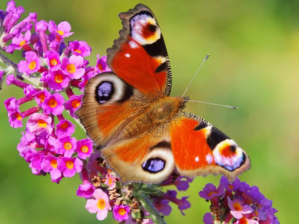 summer lilac or butterfly bush