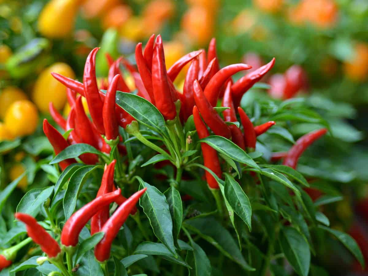 grow chili peppers