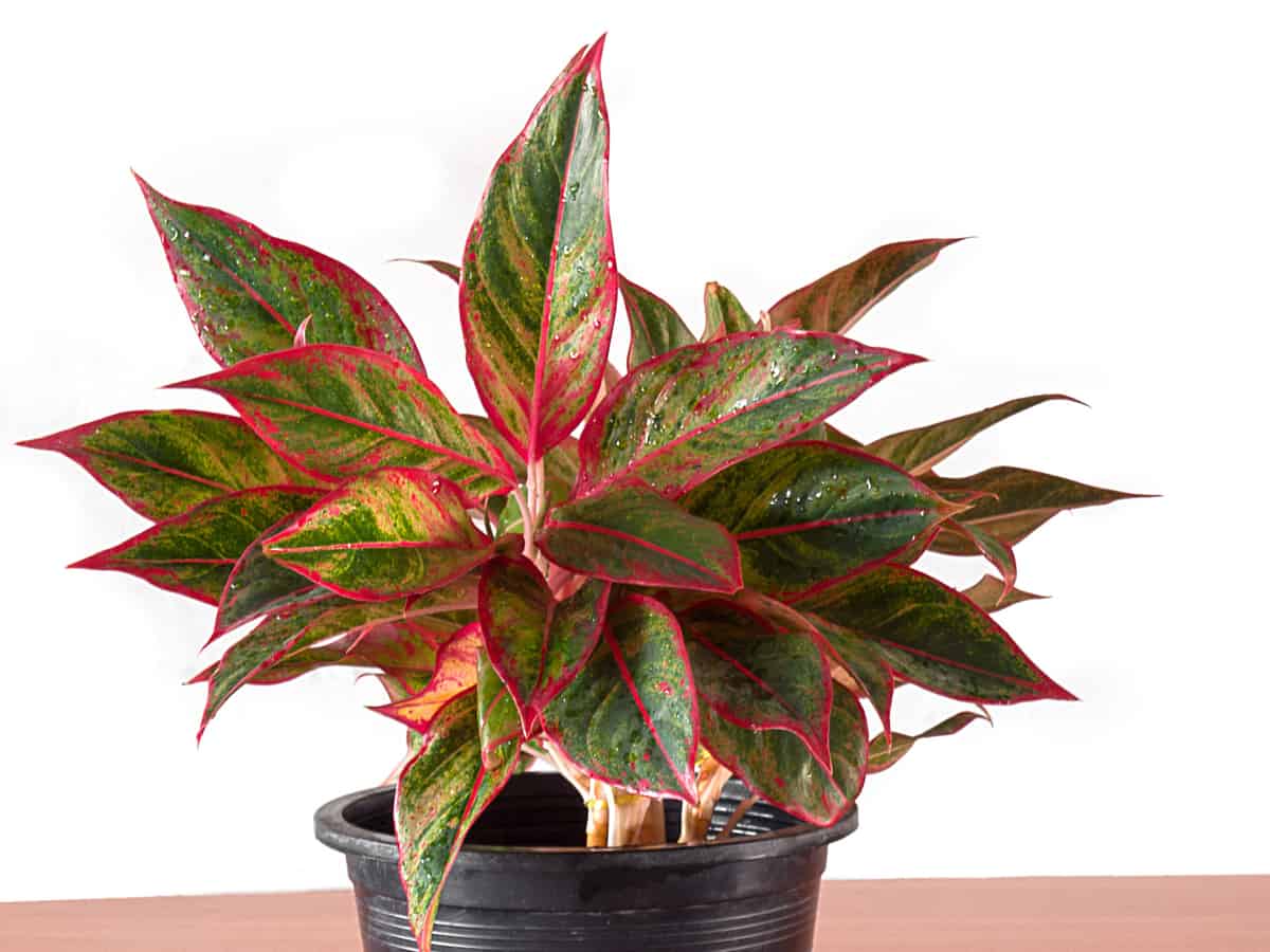 Chinese evergreen is beautiful but toxic