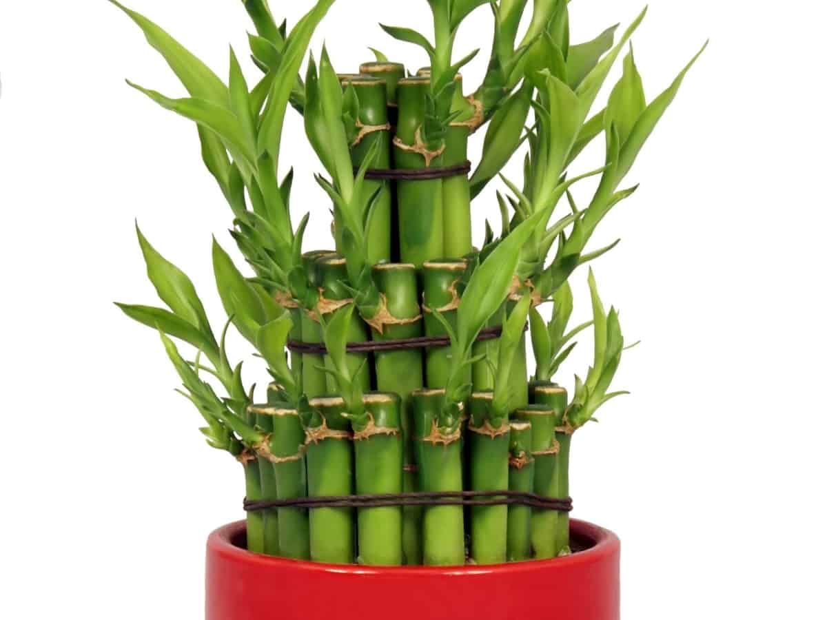 bamboo as a bathroom plant