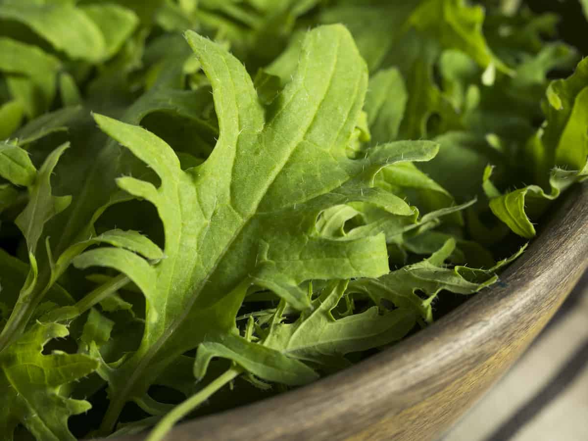 freshly picked baby kale