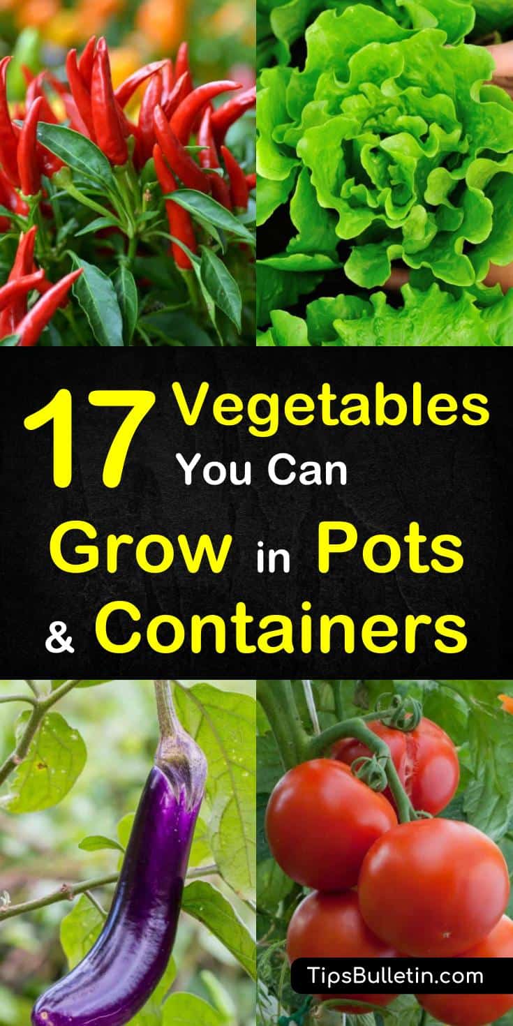 Discover 17 vegetables to grow in pots and containers. Whether dealing with small spaces, or tiny balconies you can learn how to grow veggies and other plants in buckets, pots, and planters. These cheap design ideas will let you have veggies year-round. #growinpots #containergardening #howtogrow