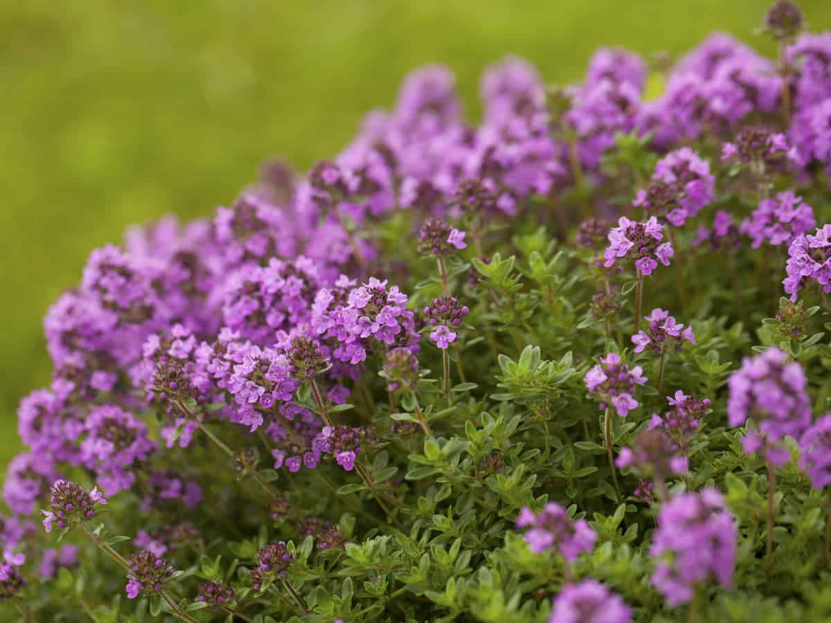 ground cover flower - creeping thyme