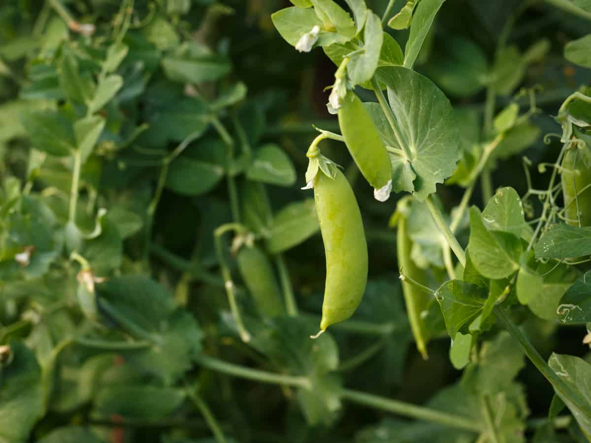 green peas are easy to grow