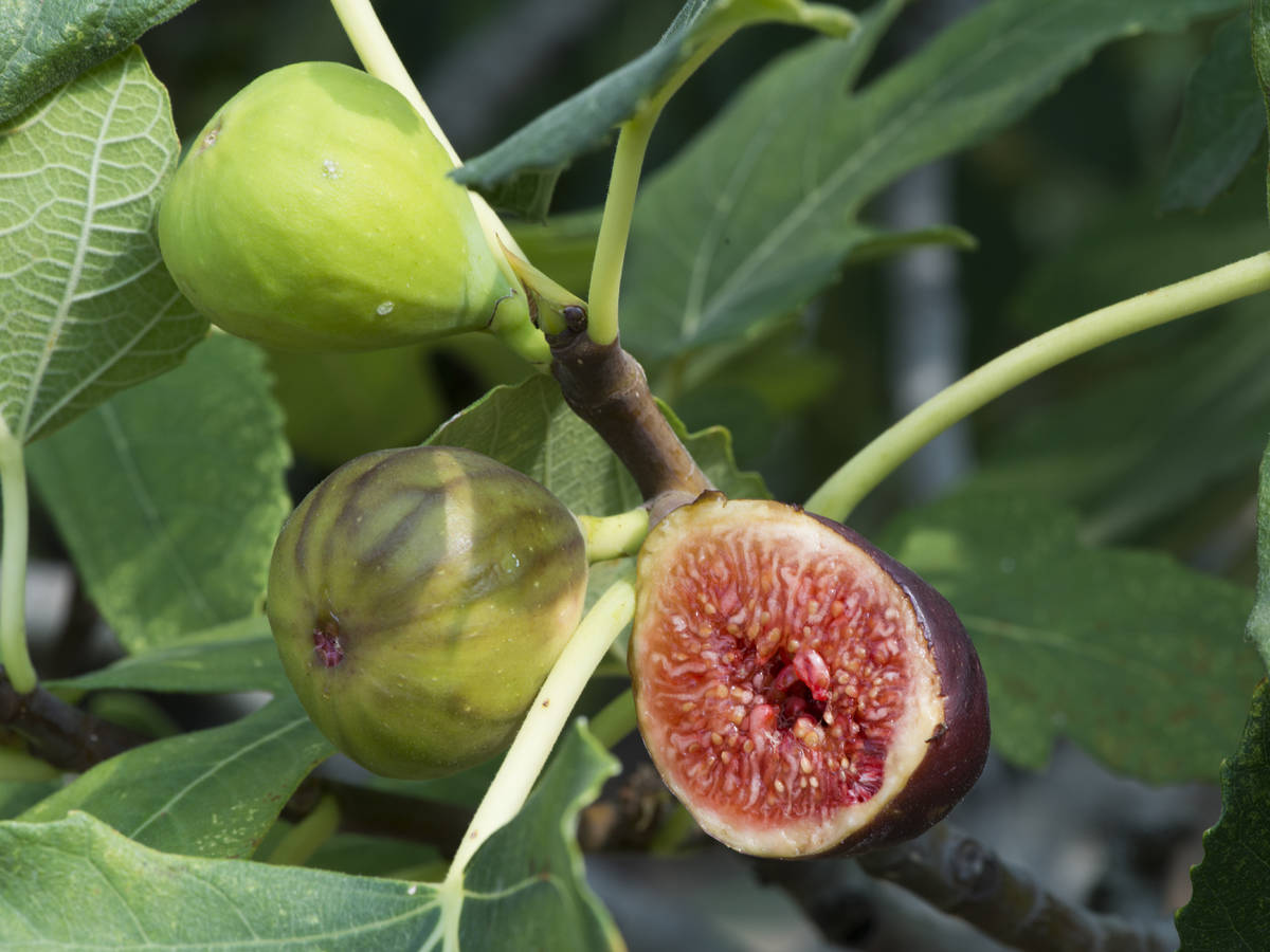 grow fig trees in containers