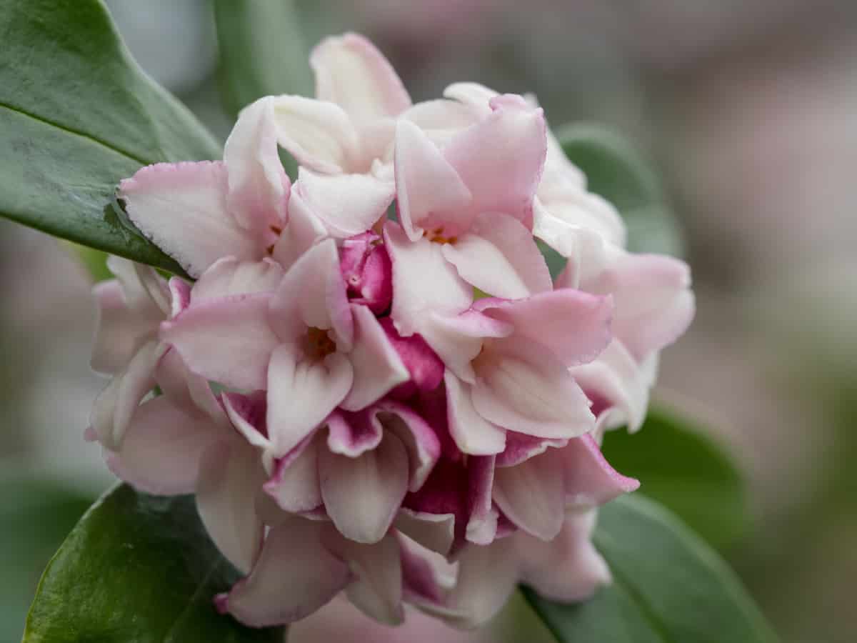 daphne odora has a fragrant aroma