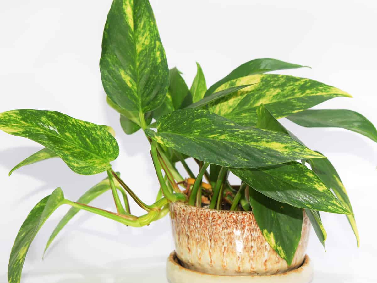 devil's ivy or golden pothos in a pot