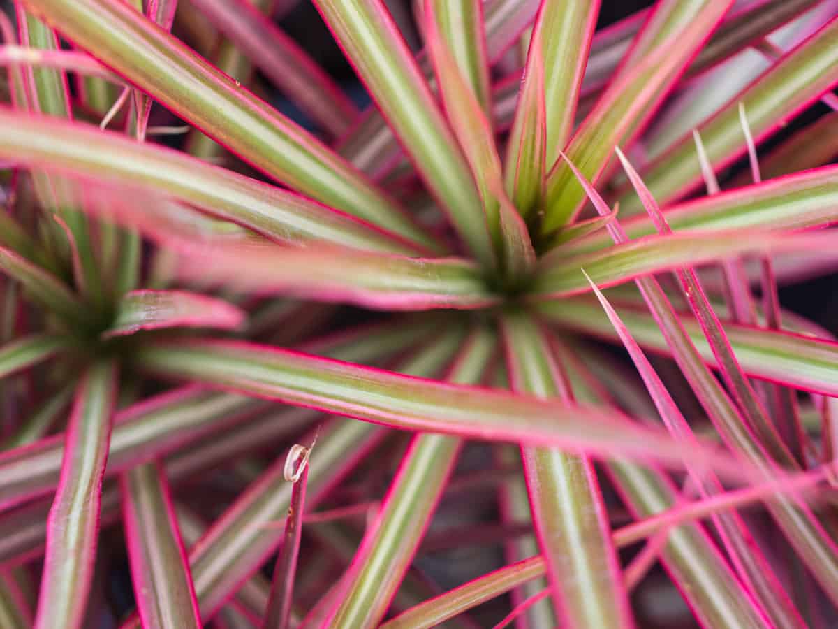 dracaena has rainbow colors