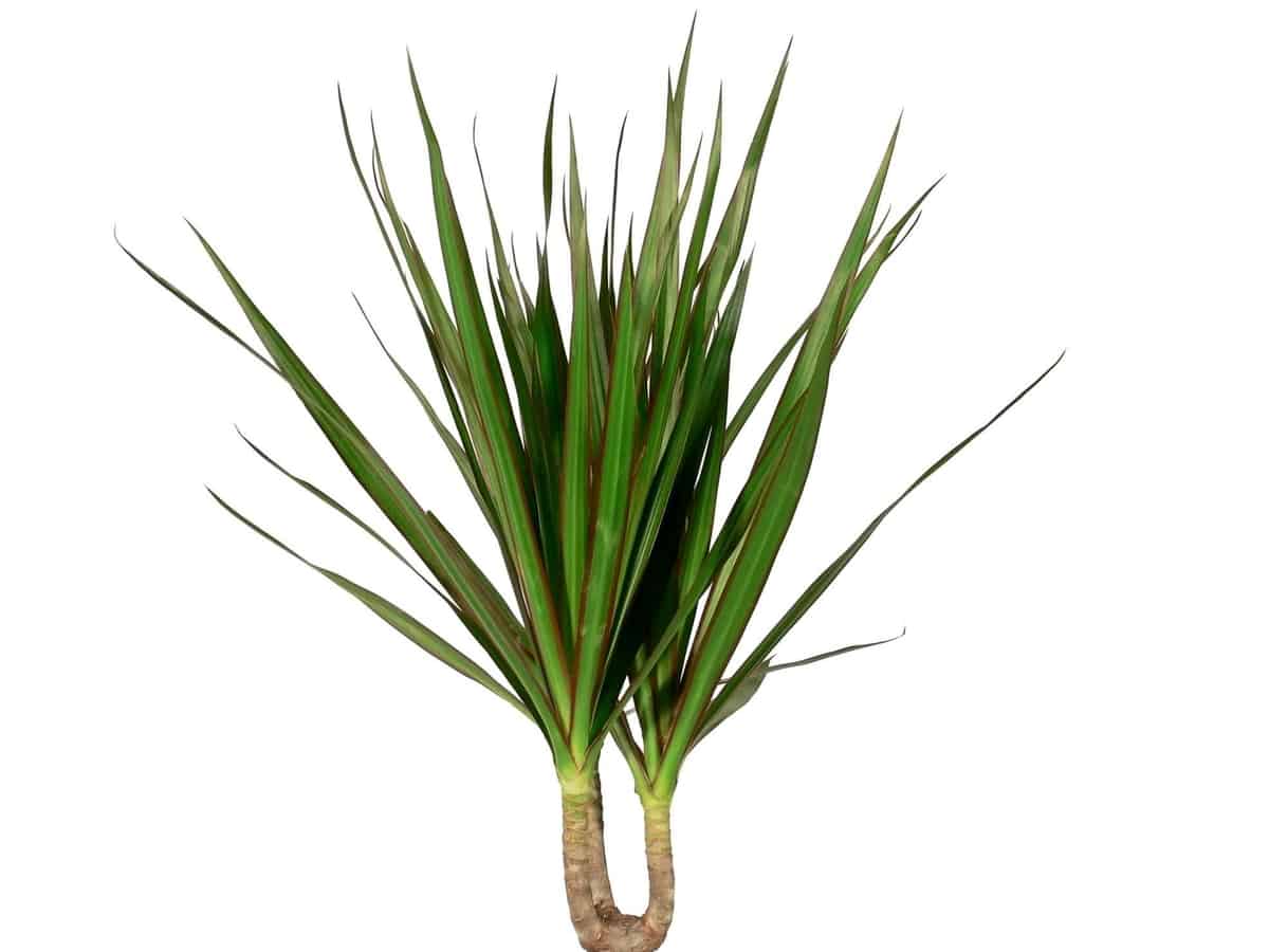 dracaena is an easy bathroom plant