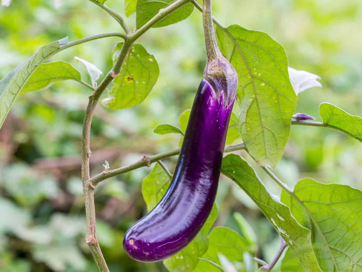 eggplant ripening