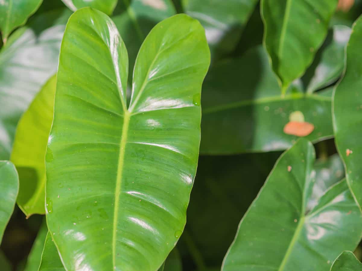 elephant ear philodendron likes low light