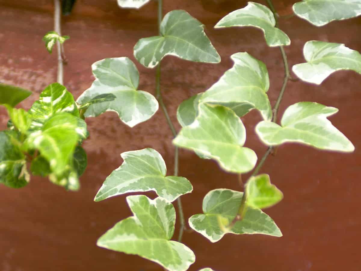 English ivy is easy to grow