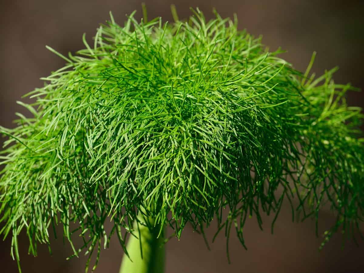 all parts of fennel are edible
