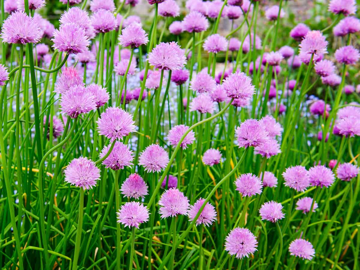 herb garden in the kitchen - chives