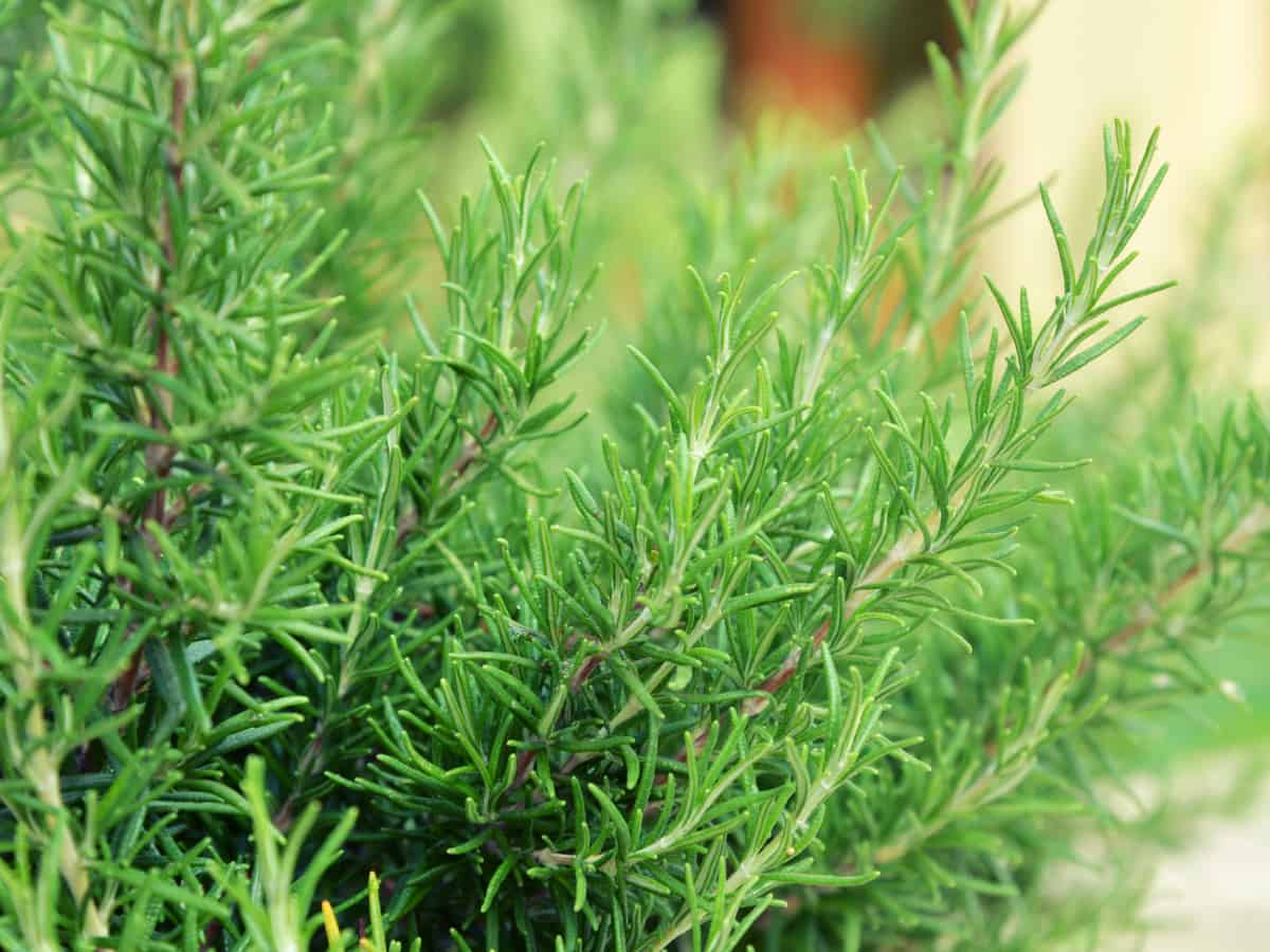 rosemary lives for years