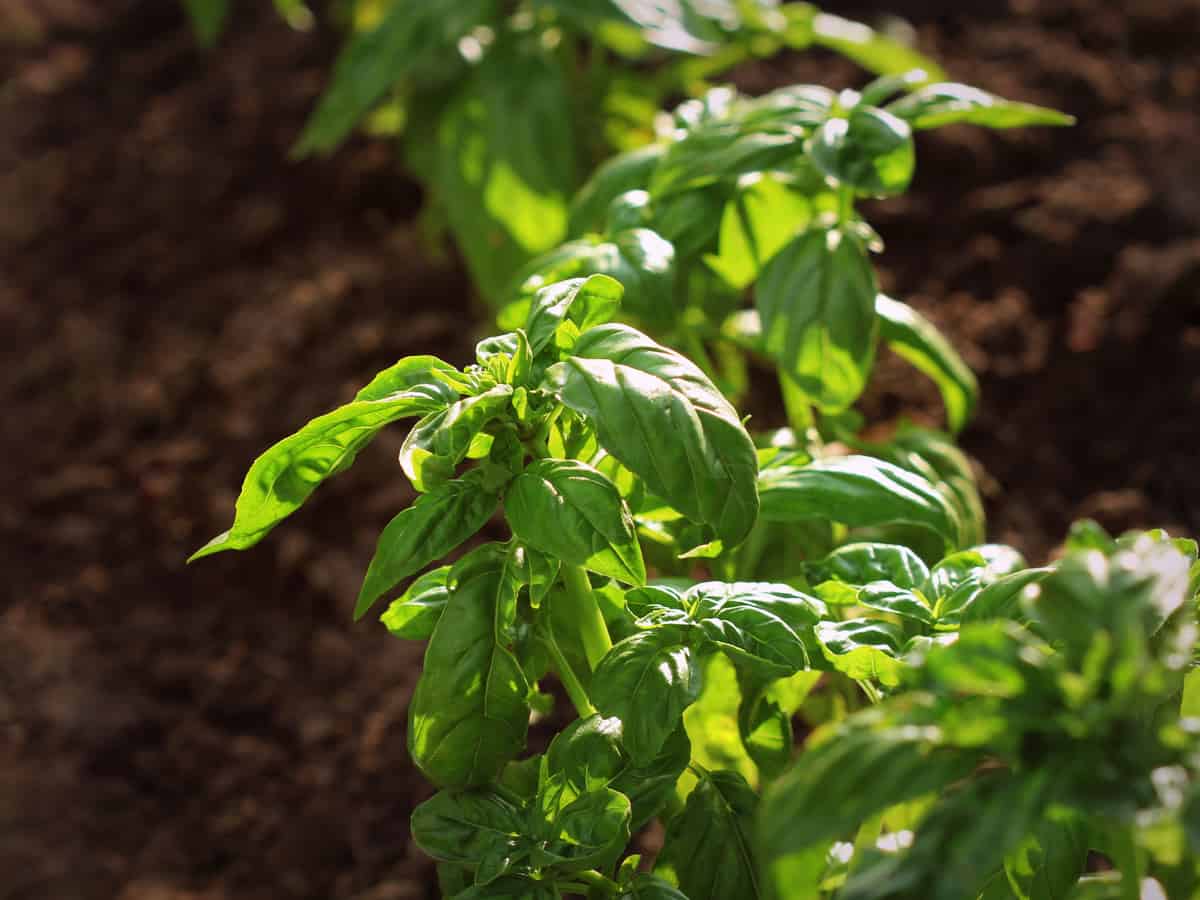 homegrown basil as a bug repellent