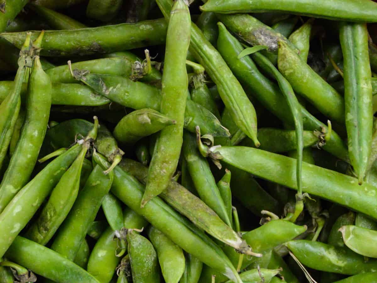 pick pole beans from a container