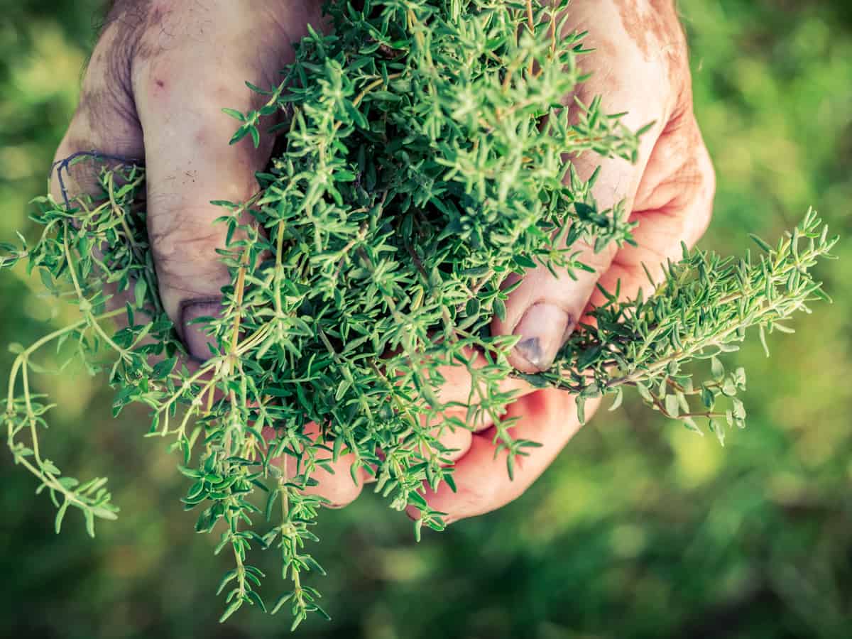 thyme is a fragrant herb