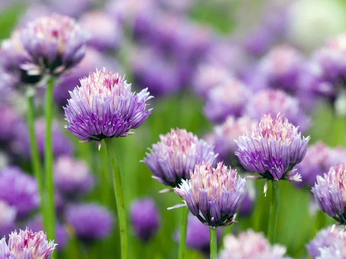 flowering-garlic