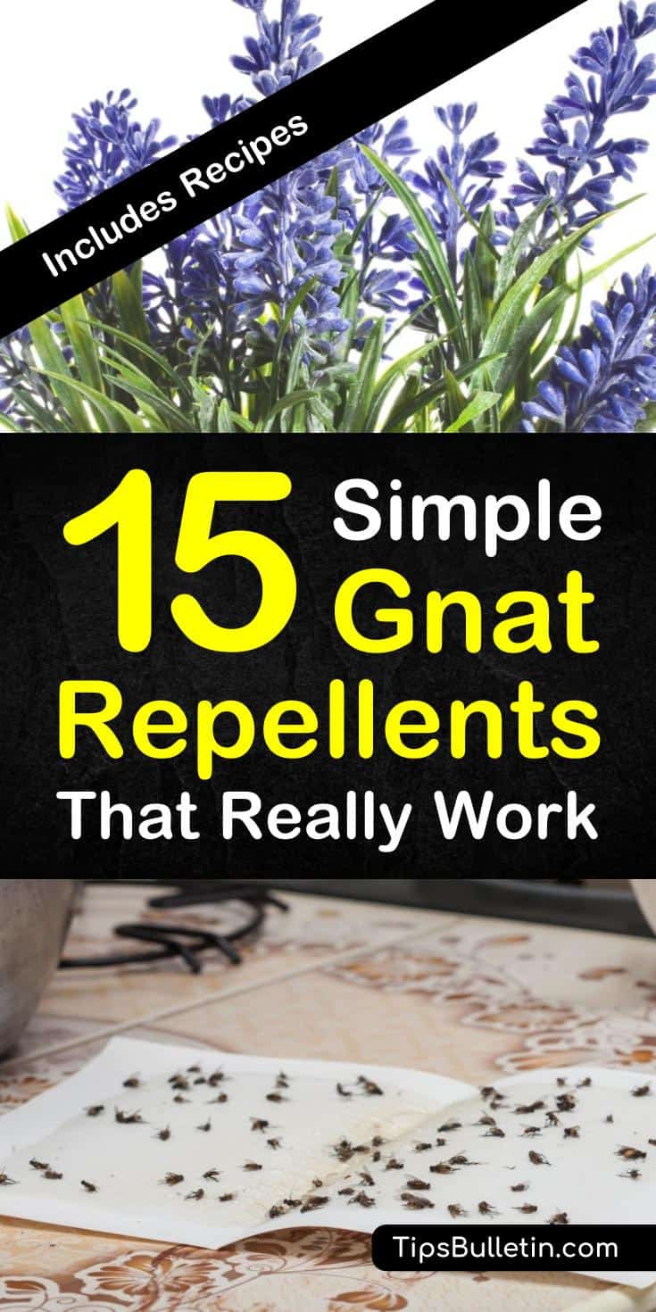 Discover 15 simple homemade gnat repellents that really work. Keep gnats away indoor and outdoor with simple ingredients like vinegar and essential oils. Make a variety of DIY pest control sprays that are safe for kids. #gnatrepellent #repelgnats #gnatsprays #killgnats