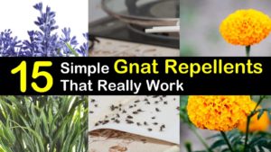 15 Simple Gnat Repellents That Really Work titlimg1