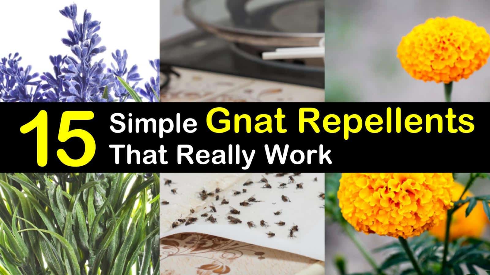 Natural gnat repellent deals