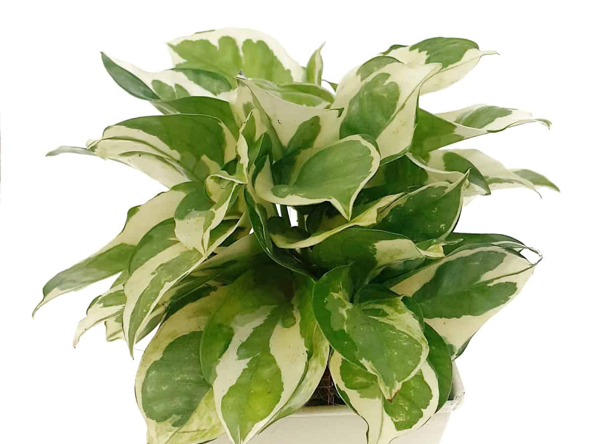 golden pothos or devil's ivy