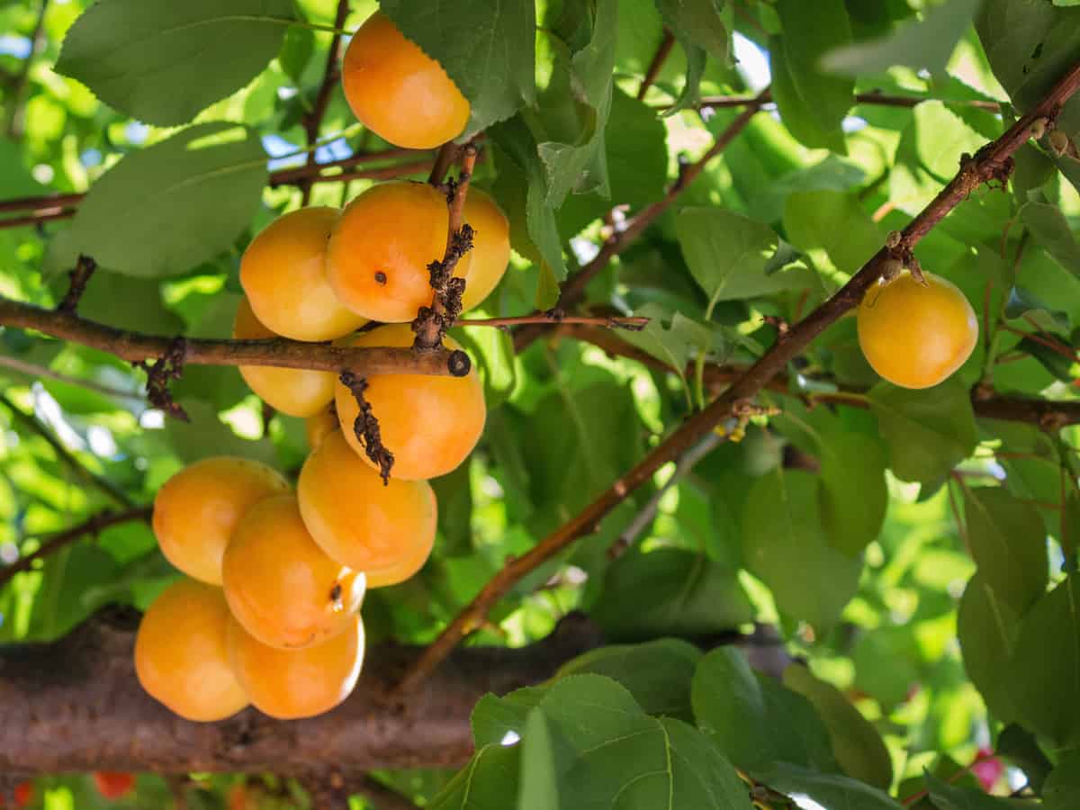 apricot trees thrive wonderfully in pots