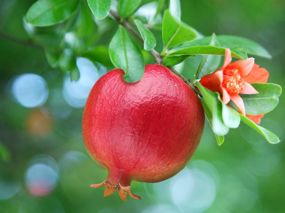 ripe red pomegranate