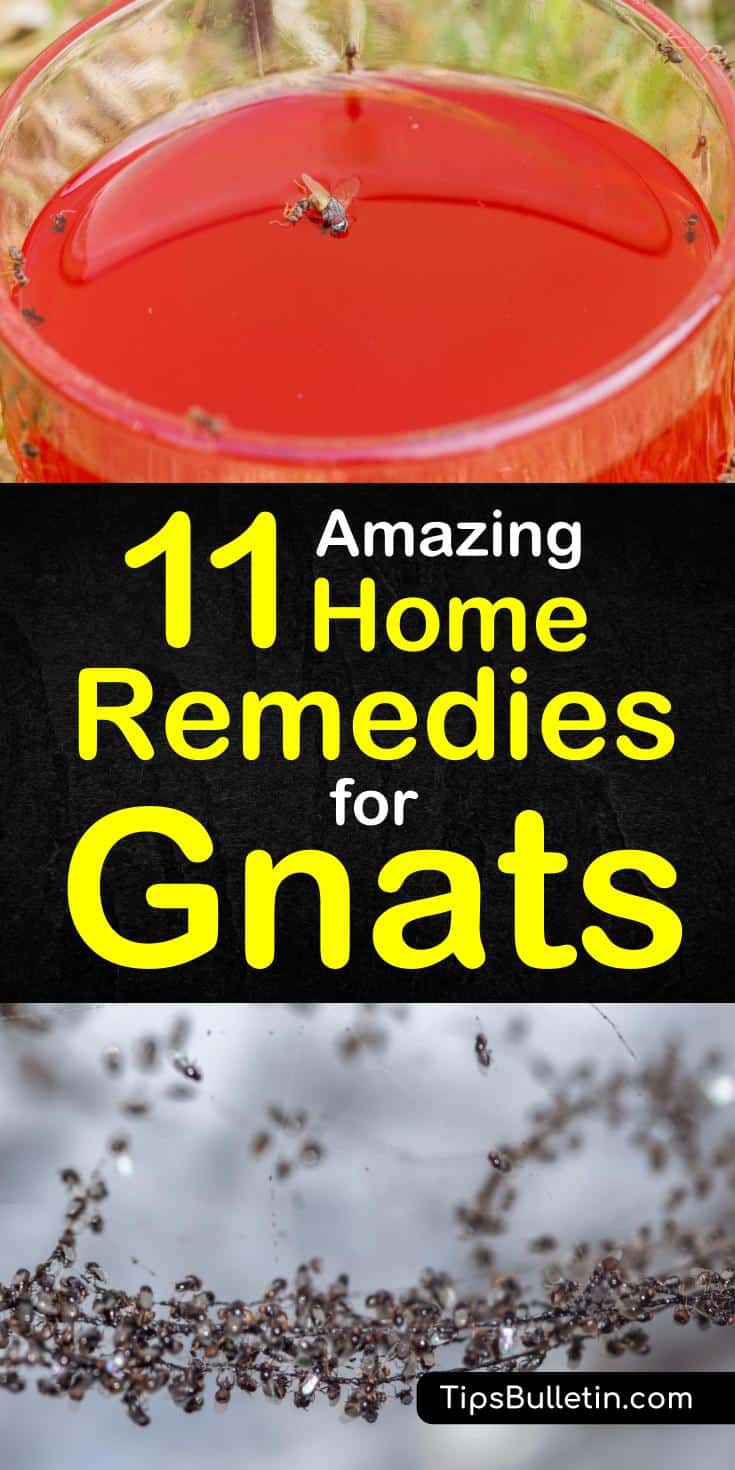 Discover 11 amazing home remedies for getting rid of gnats and fruit flies. If you have a swarm of gnats flying around your house plants, you can use simple, every day ingredients, like baking soda, essential oils and cider vinegar to kill and repel gnats. #killgnats #diyflytraps #getridofgnats