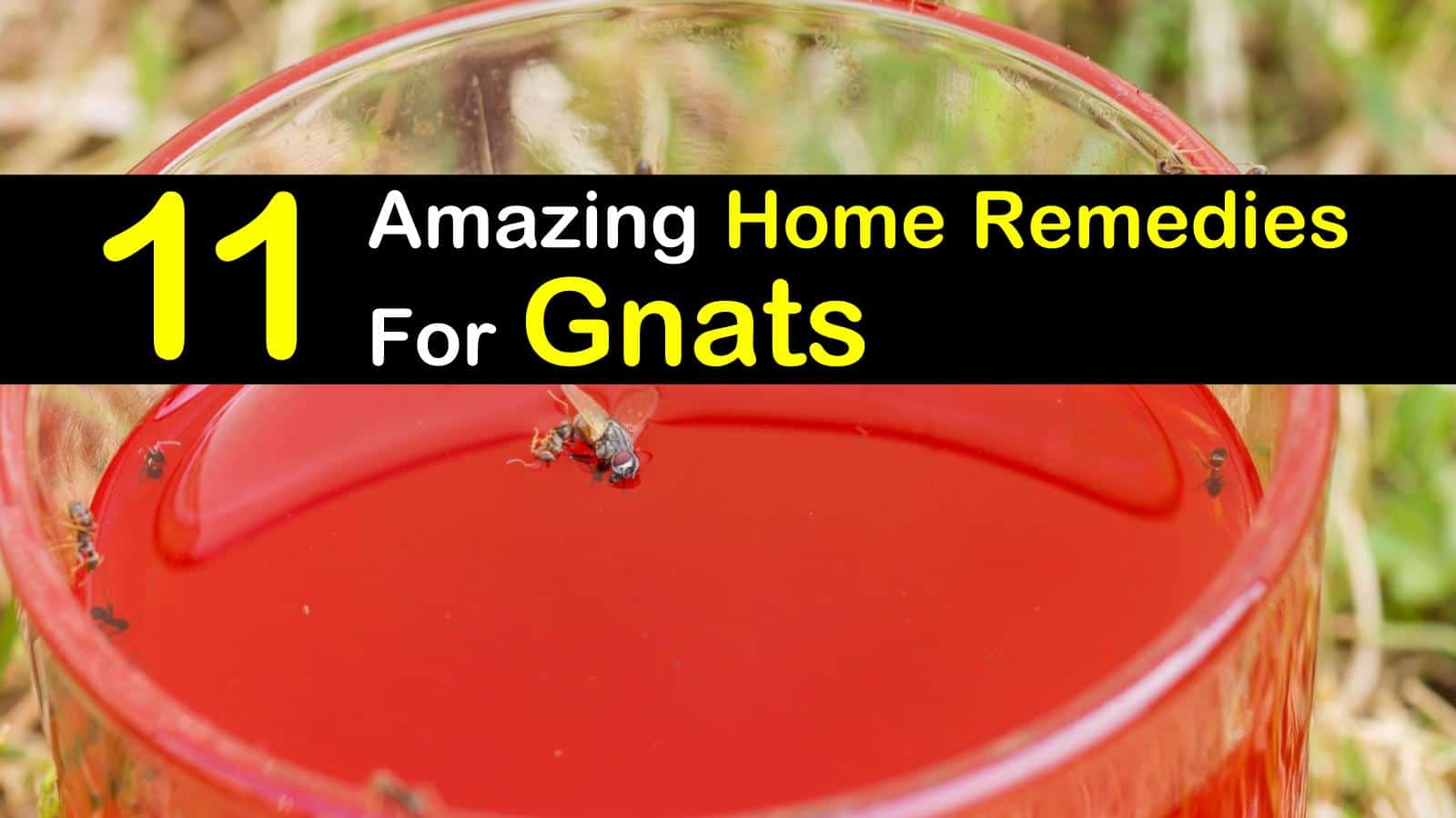 Amazing Home Remedies for Gnats titleimg1