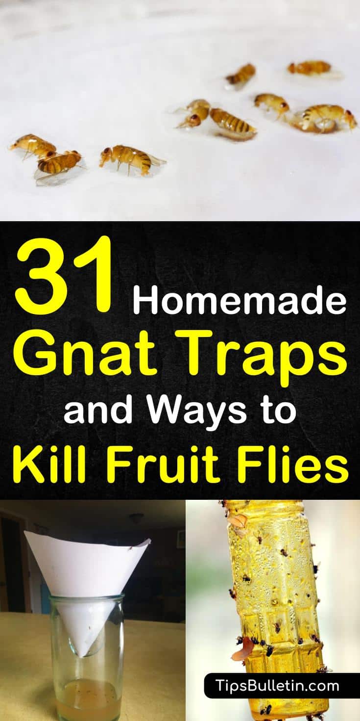 Gnats and fruit flies, while tiny, are extremely annoying little pests. If you are dealing with a gnat infestation, here are 31 homemade gnat traps and ways to kill fruit flies.
