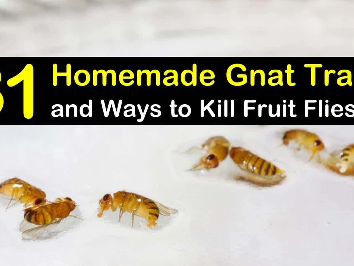 Want to know how to get rid of fruit flies and gnats in your house? Here is  a simple homemade solutio…